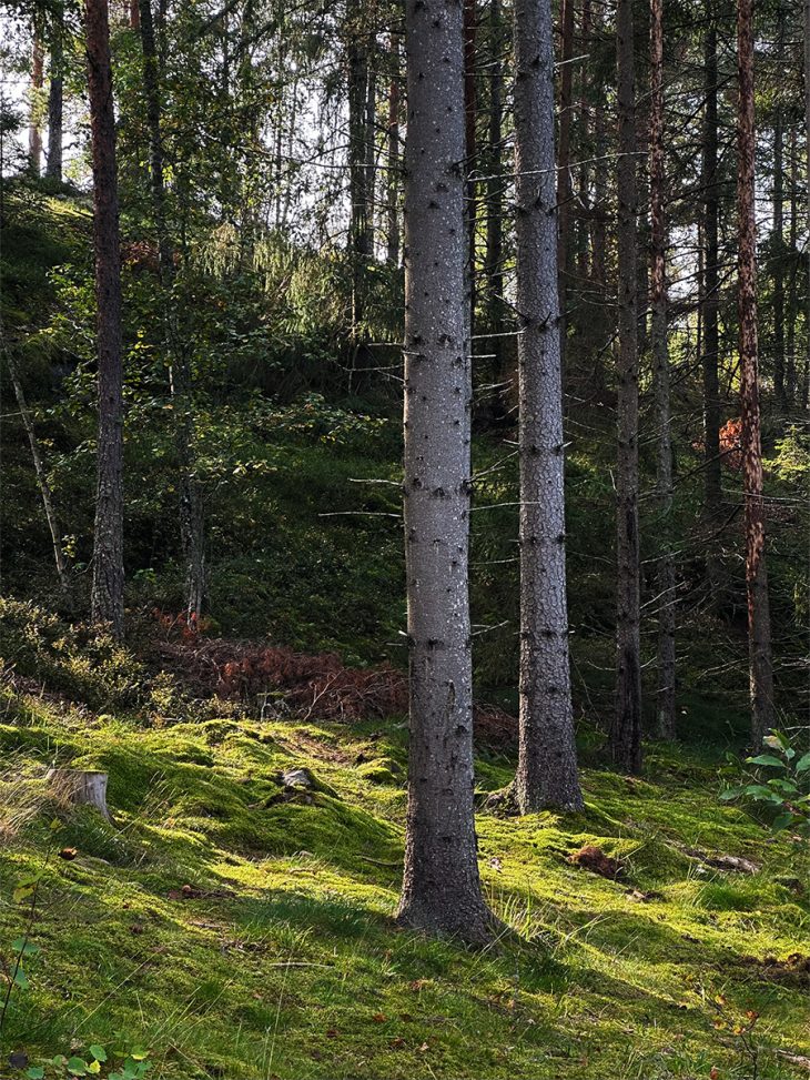 Skogen på Artipelag