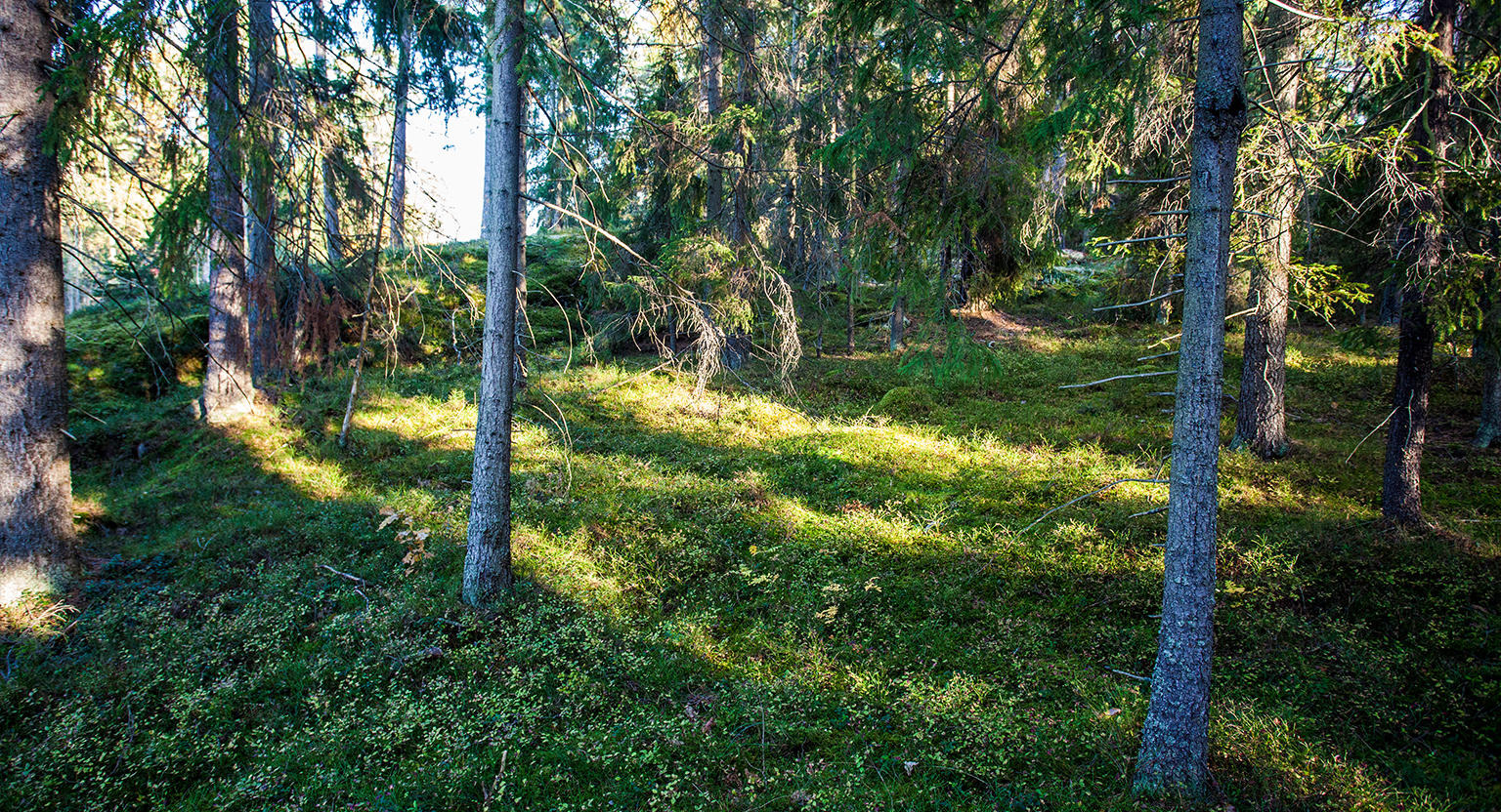 Skogen på Artipelag