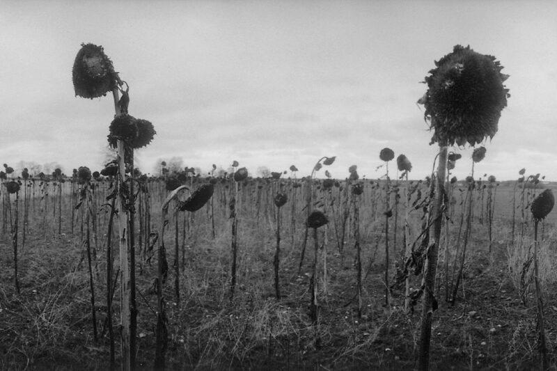 Svartvit fotografi föreställandes utblommade solrosor på ett fält. Solrosorna har olika storlekar och två av blommorna är större än de andra och utmärker sig ovanför horisontlinjen.