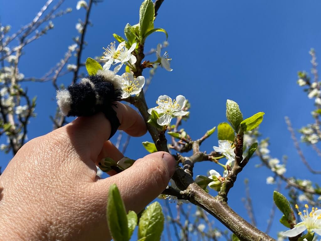 Bild på pollinering
