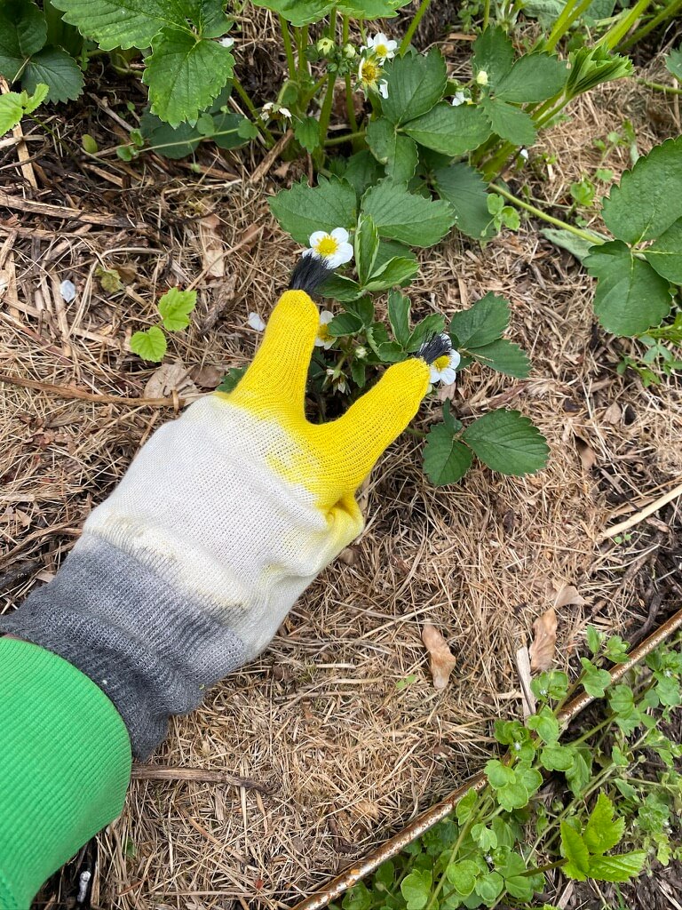 Bild på pollinering